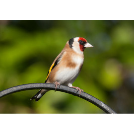 Goldfinch 2014 1