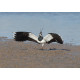 Lapwing 2014