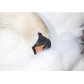 Mute Swan 2014