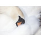 Mute Swan 2014