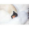 Mute Swan 2014