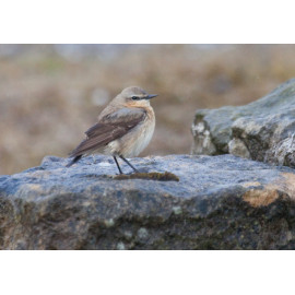Northern Wheatear Wales 2014