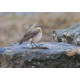 Northern Wheatear Wales 2014