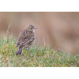 Meadow Pipit Wales 2017