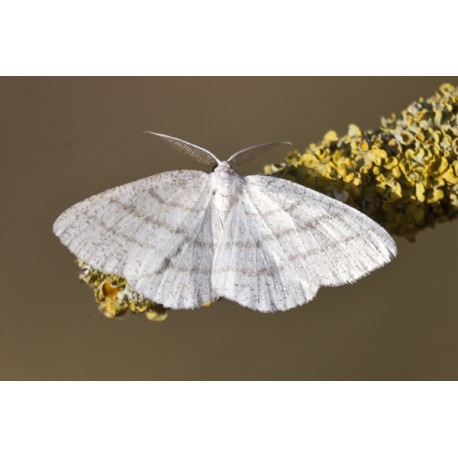Common White Wave Moth