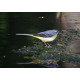 Grey Wagtail 2017