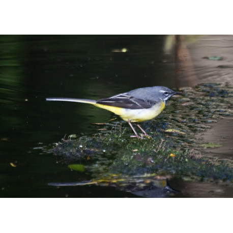 Grey Wagtail 2017