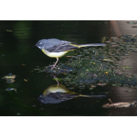 Grey Wagtail 2017 1