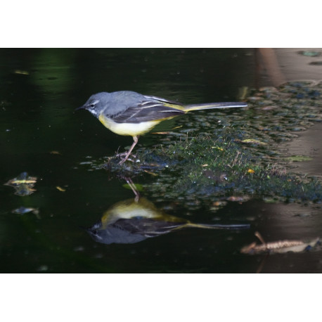 Grey Wagtail 2017 1