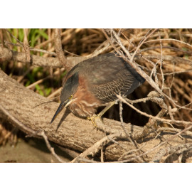 Green Heron Kent