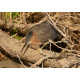 Green Heron Kent