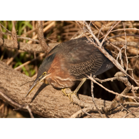 Green Heron Kent 1