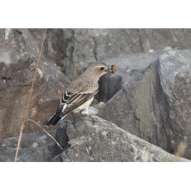 Eastern Black Eared Wheatear Fluke Hall