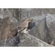 Eastern Black Eared Wheatear Fluke Hall