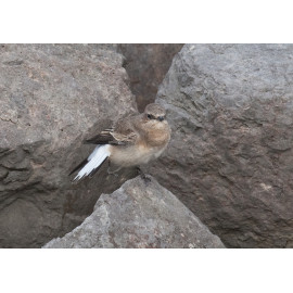 Eastern Black Eared Wheatear Fluke Hall 1
