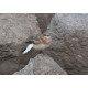 Eastern Black Eared Wheatear Fluke Hall 1