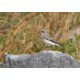 Eastern Black Eared Wheatear Fluke Hall 2
