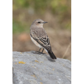 Eastern Black Eared Wheatear Fluke Hall 3