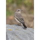 Eastern Black Eared Wheatear Fluke Hall 3