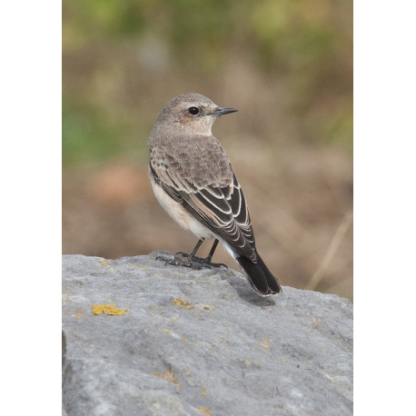 Eastern Black Eared Wheatear Fluke Hall 3