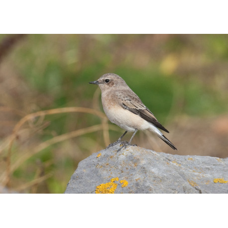 Eastern Black Eared Wheatear Fluke Hall 4