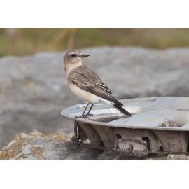 Eastern Black Eared Wheatear Fluke Hall 5