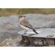 Eastern Black Eared Wheatear Fluke Hall 5
