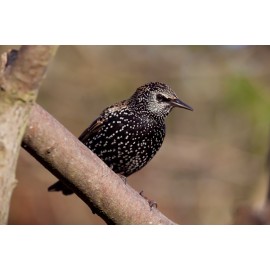 Common Starling in the garden