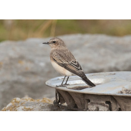 Eastern Black Eared Wheatear Fluke Hall 6