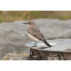 Eastern Black Eared Wheatear Fluke Hall 6