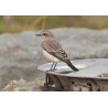 Eastern Black Eared Wheatear Fluke Hall 6
