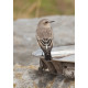 Eastern Black Eared Wheatear Fluke Hall 7