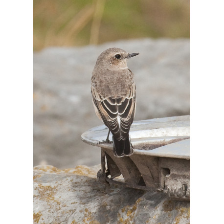 Eastern Black Eared Wheatear Fluke Hall 7