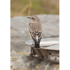 Eastern Black Eared Wheatear Fluke Hall 8
