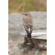 Eastern Black Eared Wheatear Fluke Hall 8