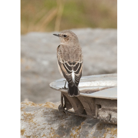 Eastern Black Eared Wheatear Fluke Hall 8