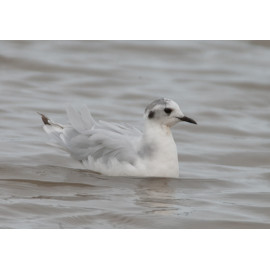 Little Gull Cley