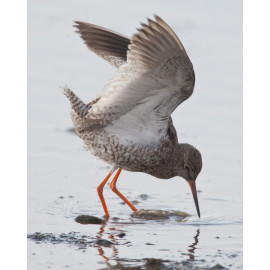 Redshank Cley 2007