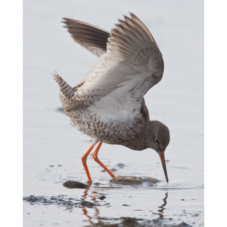 Redshank Cley 2007