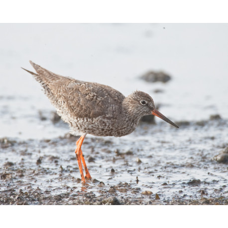 Redshank Cley 2007 1