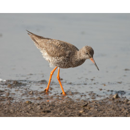 Redshank Cley 2007 2