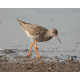 Redshank Cley 2007 2