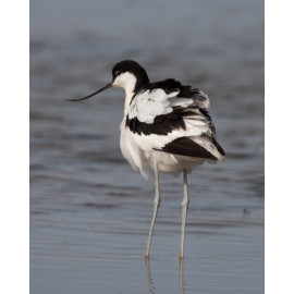Avocet Cley 2007