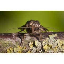 Copper Underwing