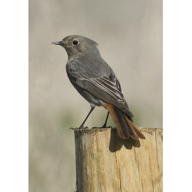 Black Redstart Lowestoft  2021