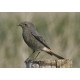 Black Redstart Lowestoft 1  2021