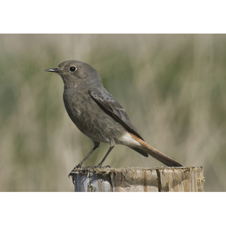 Black Redstart Lowestoft 1  2021