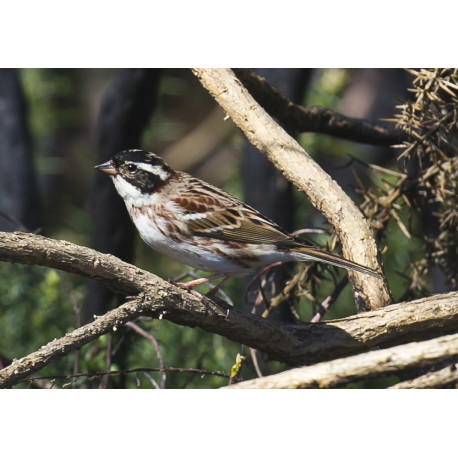 Rustic Bunting Thursley  2021