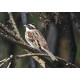 Rustic Bunting Thursley 1  2021