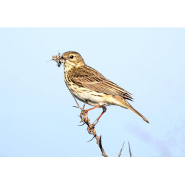 Meadow Pipit Spurne  2021